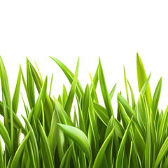 Fototapeta premium Fresh Green Grass isolated on transparent white background, clipping path