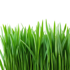 Obraz premium Fresh Green Grass isolated on transparent white background, clipping path