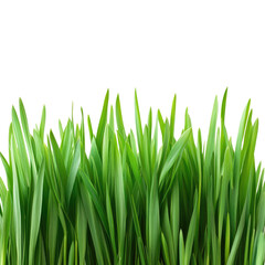 Obraz premium Fresh Green Grass isolated on transparent white background, clipping path