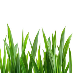 Fototapeta premium Fresh Green Grass isolated on transparent white background, clipping path
