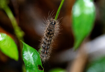 Close-Up of a Caterpillar on a Plant Stem