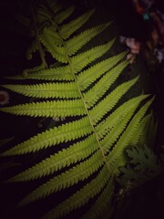 green fern background