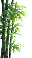 Bamboo leaves, branches and stems isolated on white