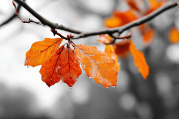 Tree branch adorned with autumn leaves, contrasting