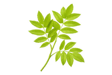 Obraz premium Vibrant green leaves thriving on a branch, isolated on a transparent background, ready for seamless integration into designs