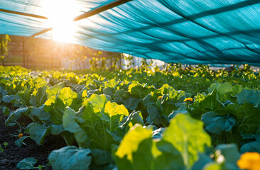 Sunlight through shade cloth on growing vegetables