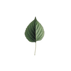 Fototapeta premium Close-up of a single, muted green leaf