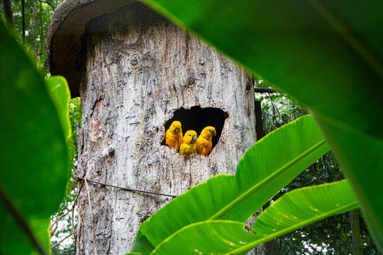 Tr&ecirc;s araras amarelas em ninho natural no Parque das Aves, Foz do Igua&ccedil;u, Brasil