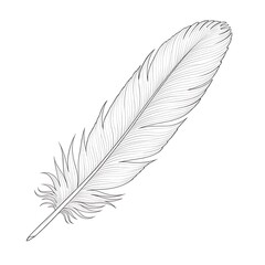 Detailed monochrome sketch of a single feather on a white background