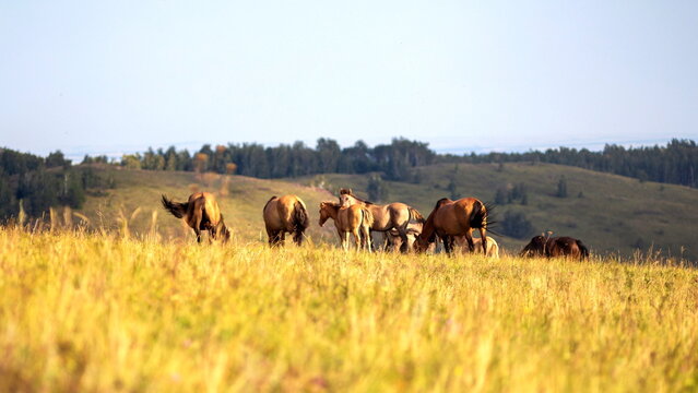 Bashkir horses graze in the mountains of the Southern Urals on a summer day