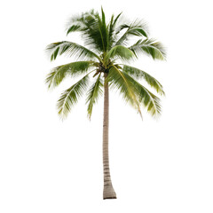 Coconut palm tree isolated on white background. Tropical plant for summer vacation and beach concepts.
