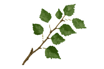 Fototapeta premium Delicate watercolor painting of a birch tree branch with vibrant green leaves, isolated on a transparent background, perfect for nature-themed designs