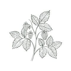 Raspberry Bush line drawing featuring smooth sketch-style strokes in a refined black and white vector design.