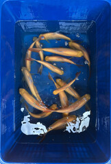 Kaviat Fish Group in Blue Water Container – Top View