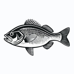 Fototapeta premium Crappie line drawing featuring smooth sketch-style strokes in a refined black and white vector design.