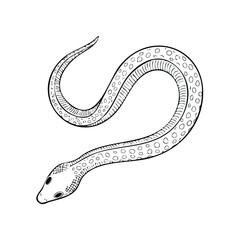 Obraz premium Eel line drawing featuring smooth sketch-style strokes in a refined black and white vector design.