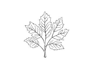 Birch Tree Leaves Line Art Illustration