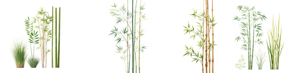Obraz premium Bamboo plants in a natural setting