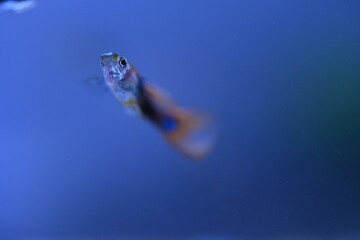 A guppy in an aquarium, photographed with a macro lens.