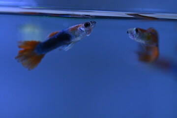 A guppy in an aquarium, photographed with a macro lens.