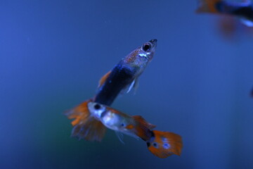 A guppy in an aquarium, photographed with a macro lens.