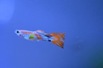 A guppy in an aquarium, photographed with a macro lens.