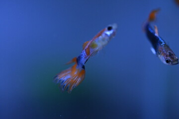 A guppy in an aquarium, photographed with a macro lens.