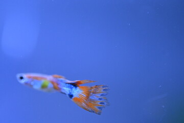 A guppy in an aquarium, photographed with a macro lens.
