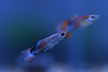 A guppy in an aquarium, photographed with a macro lens.