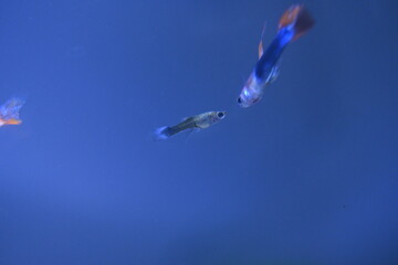 A guppy in an aquarium, photographed with a macro lens.