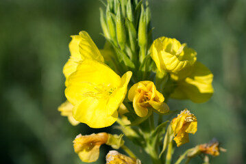 common evening-primrose,
Oenothera biennis yellow flowers closeup selective focus