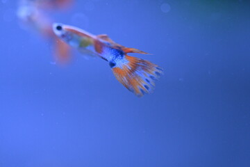A guppy in an aquarium, photographed with a macro lens.