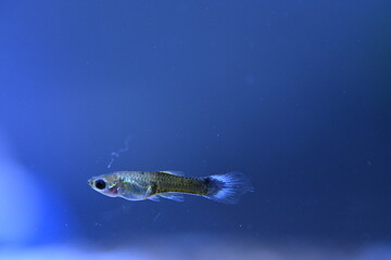 A guppy in an aquarium, photographed with a macro lens.
