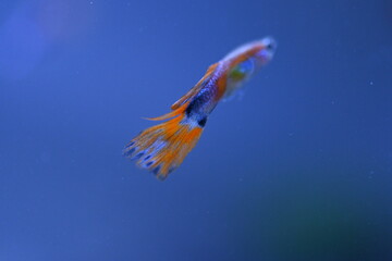 A guppy in an aquarium, photographed with a macro lens.
