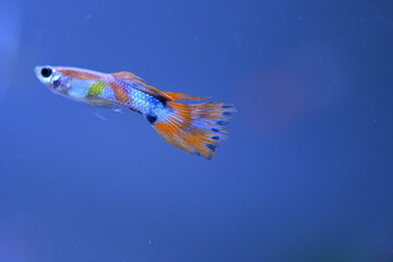 A guppy in an aquarium, photographed with a macro lens.