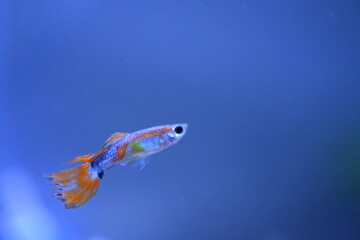 A guppy in an aquarium, photographed with a macro lens.