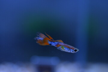 A guppy in an aquarium, photographed with a macro lens.