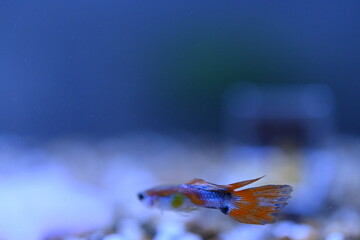 A guppy in an aquarium, photographed with a macro lens.