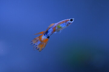 A guppy in an aquarium, photographed with a macro lens.