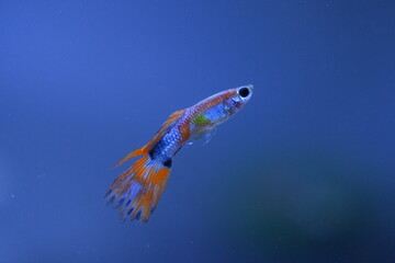 A guppy in an aquarium, photographed with a macro lens.