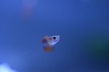 A guppy in an aquarium, photographed with a macro lens.
