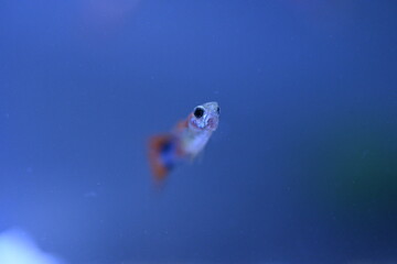 A guppy in an aquarium, photographed with a macro lens.