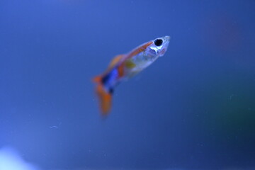A guppy in an aquarium, photographed with a macro lens.