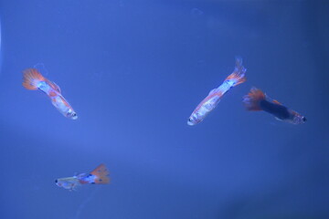 A guppy in an aquarium, photographed with a macro lens.