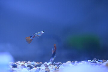 A guppy in an aquarium, photographed with a macro lens.