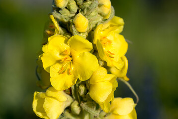 common mullein, 
Verbascum thapsus flowers closeup selective focus