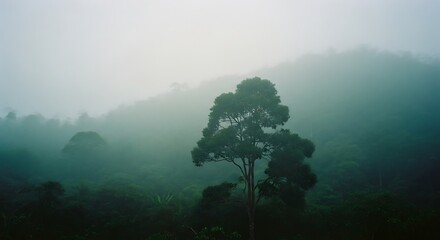 Misty Rainforest Canopy with Tree Silhouettes and Atmospheric Conditions