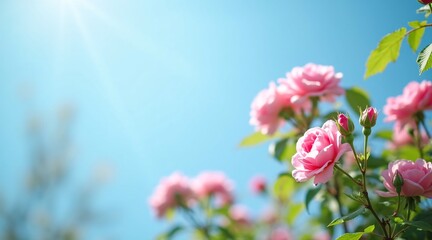 Field of Vibrant Pink Roses Under a Bright Blue Sky