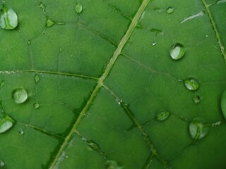 green leaf with water drops