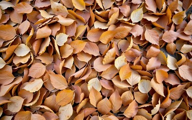 Scattered autumn leaves covering the ground.